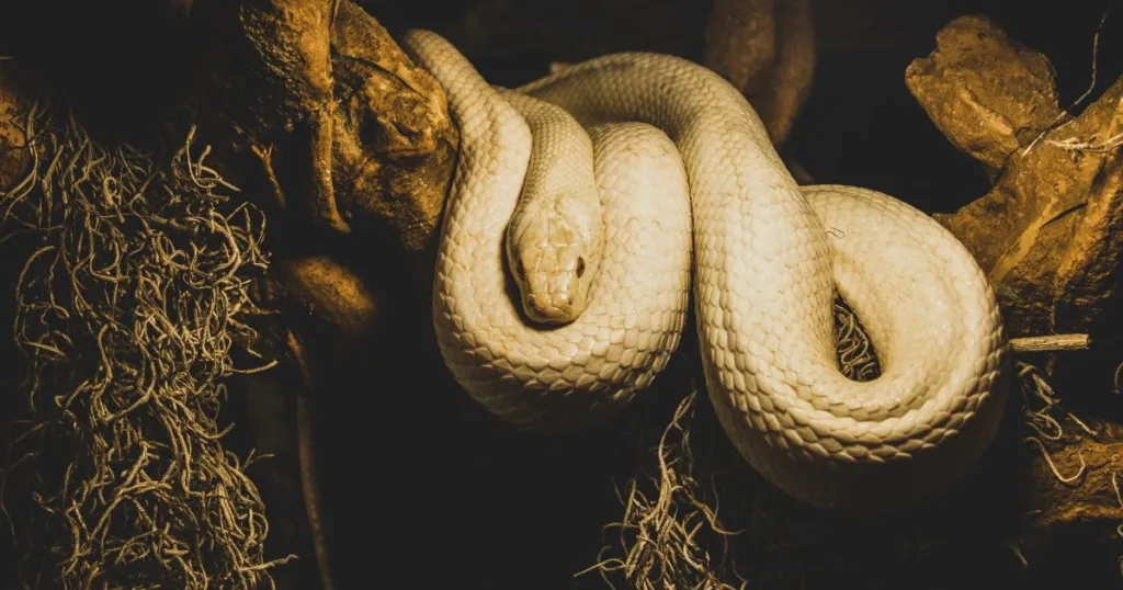 are snakes nocturnal