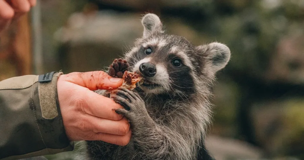 raccoons opposable thumbs