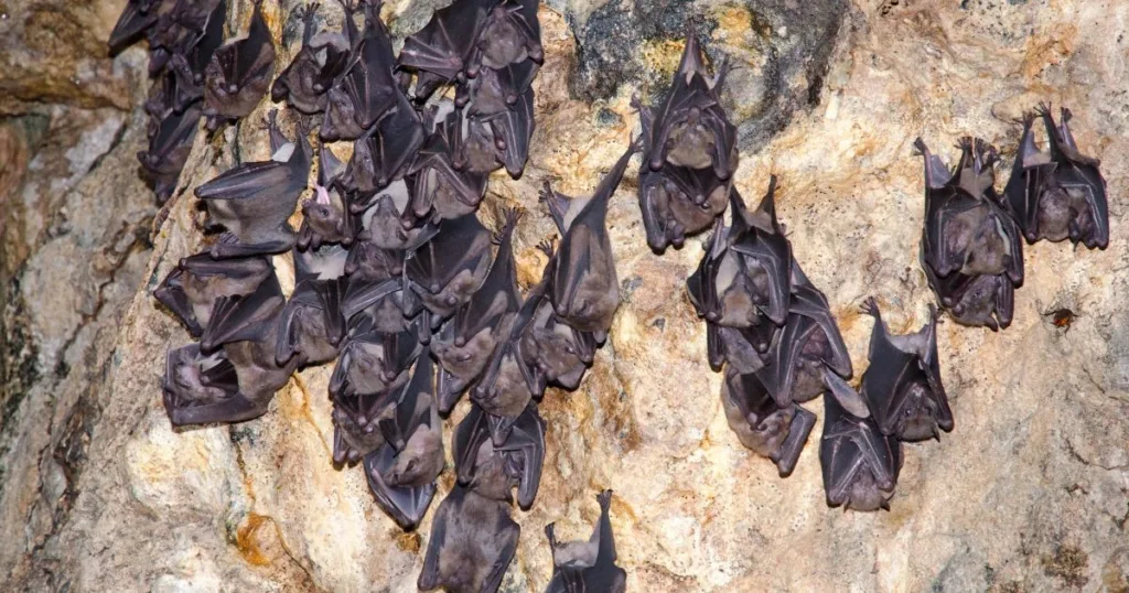 do bats sleep during the day