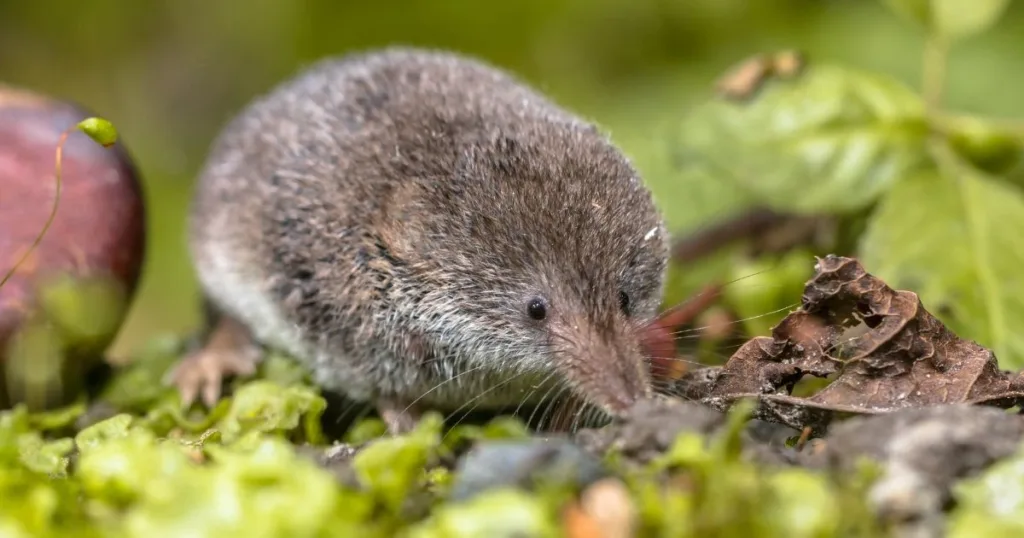 mole vs shrew