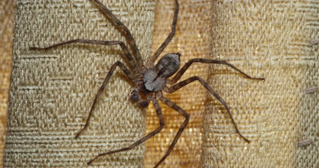 are huntsman spiders poisonous