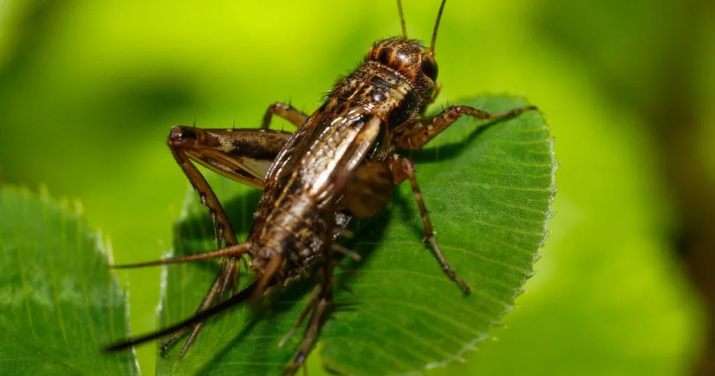 can crickets fly