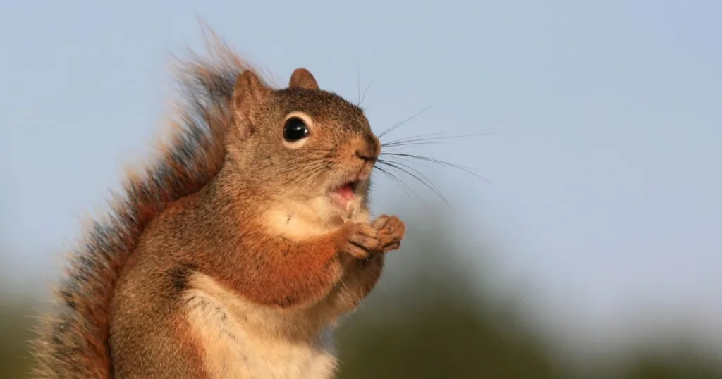 squirrel barking