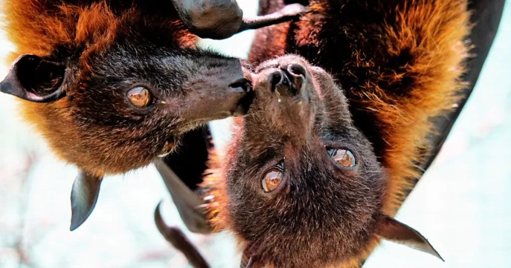what does a bat sound like