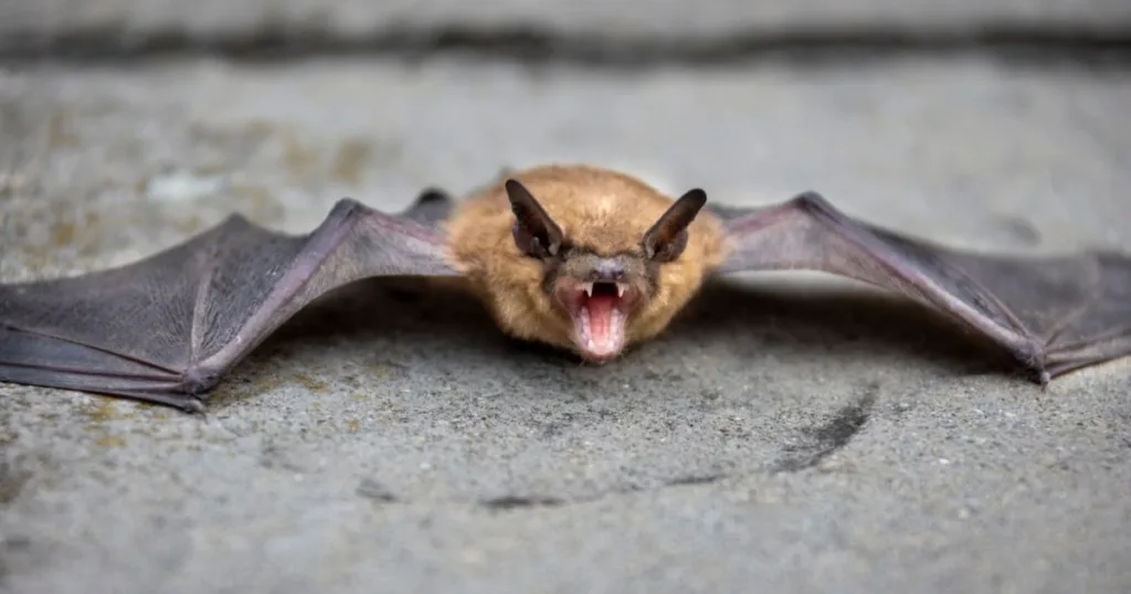 bat sounds