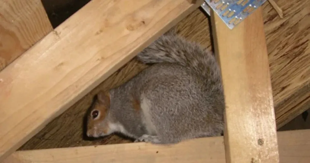 animal in attic