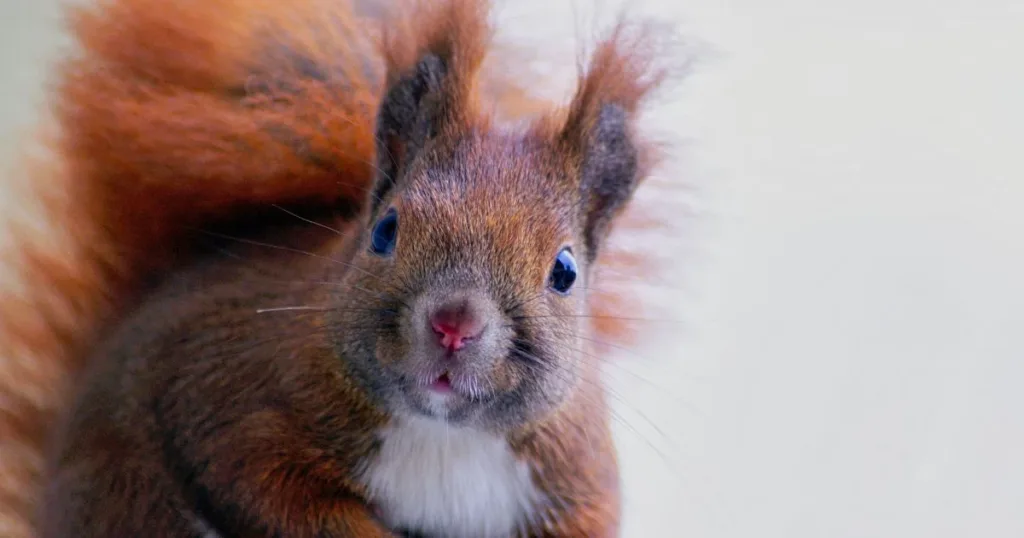 types of squirrels