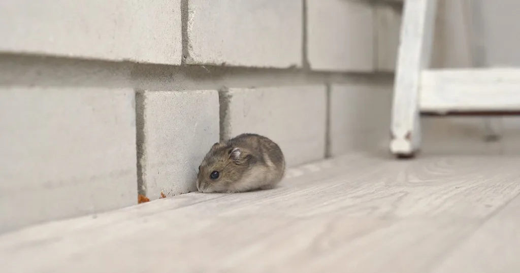 mice in walls but not in house