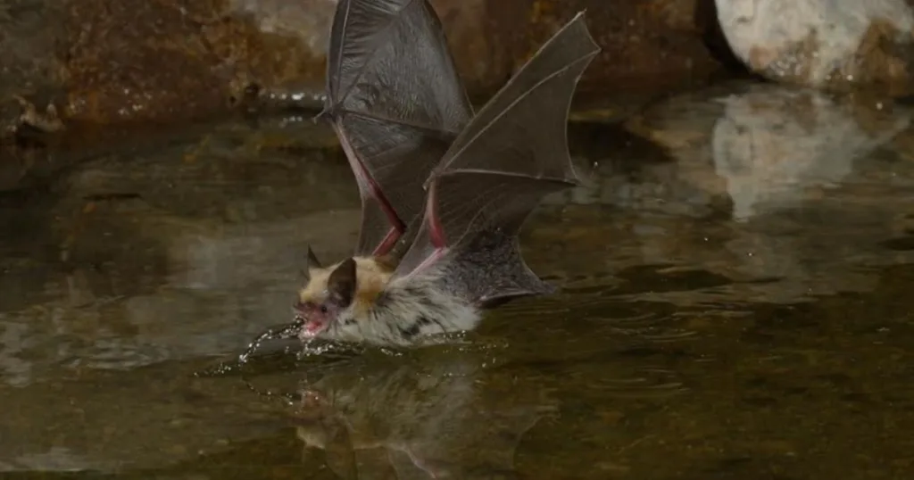 can bats swim