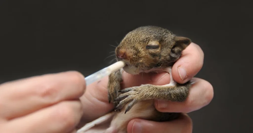 baby squirrel sounds