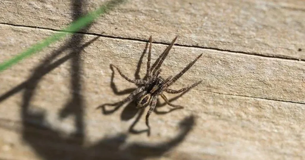 where do spiders go in the winter