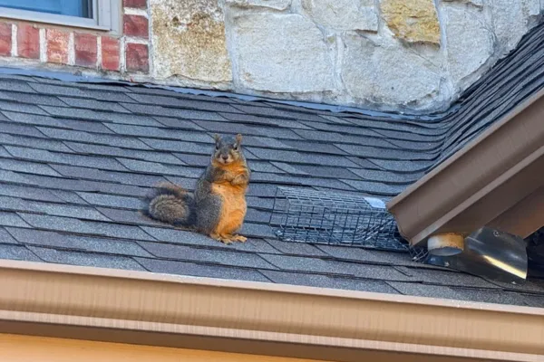 Pest Control & Wildlife Removal Safe Wildlife Removal