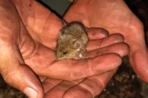 Pest Control & Wildlife Removal Complete Rodent Control