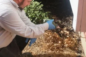 Pest Control & Wildlife Removal Pest-Free Living