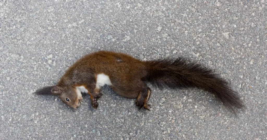 dead squirrel in yard