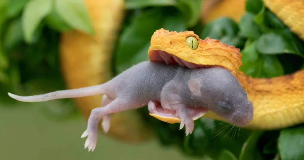 Are Snakes Omnivores