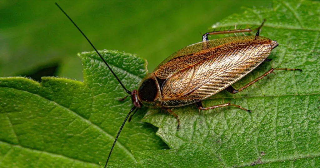 bugs that look like cockroach