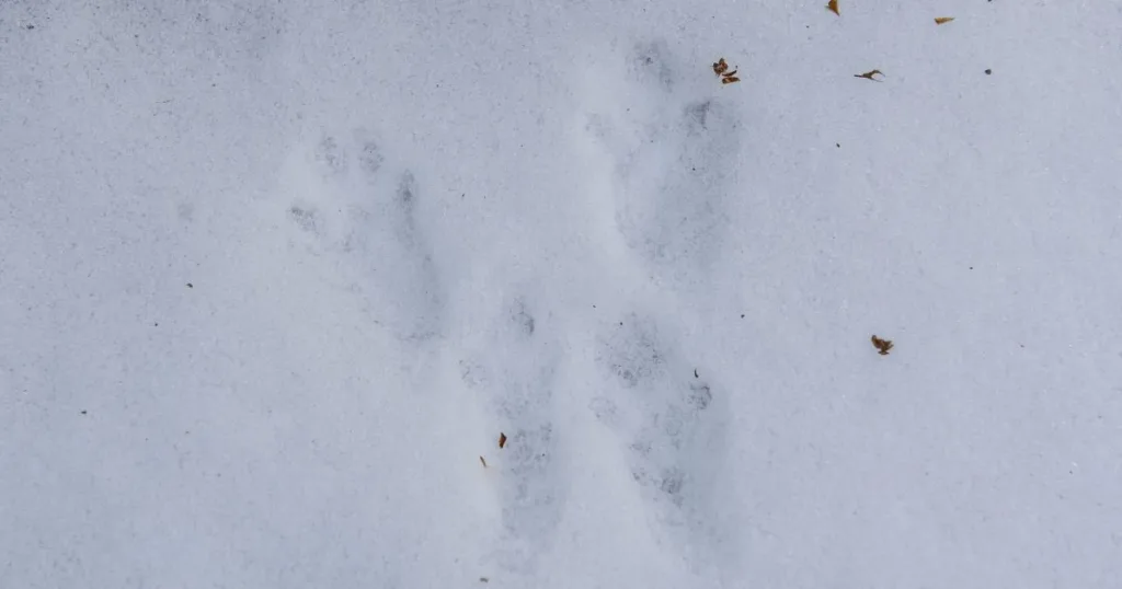 squirrel footprints