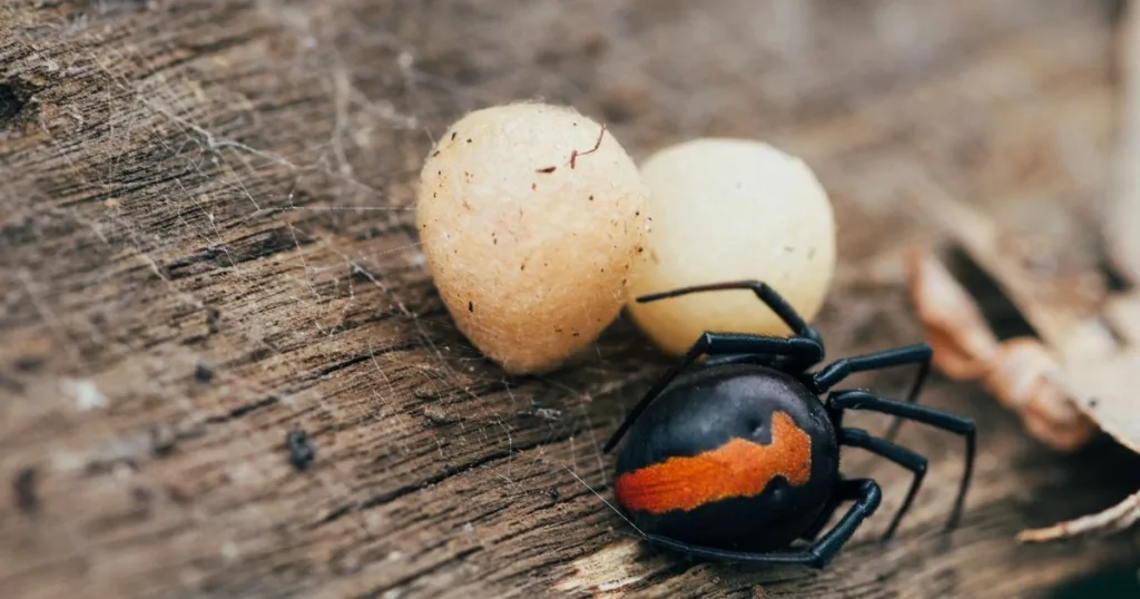 spider eggs on wall