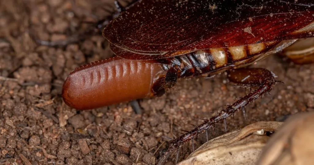 baby cockroach