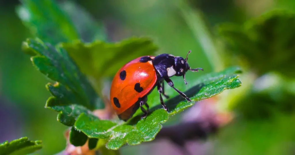 do ladybugs bite
