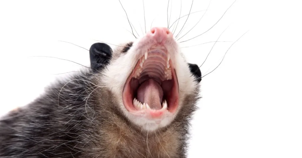 do possum bite