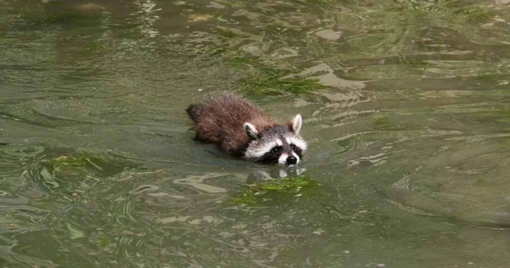 can raccoons swim