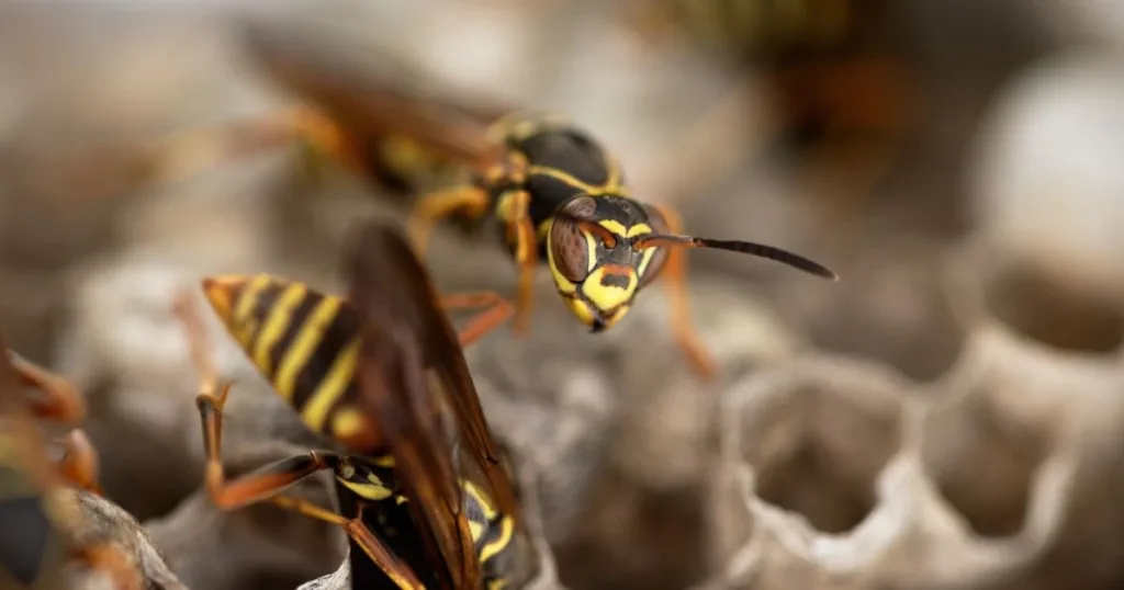hornet nest removal