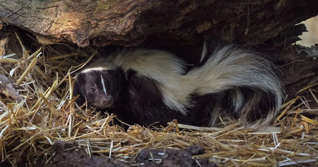 how to get skunk smell out of car