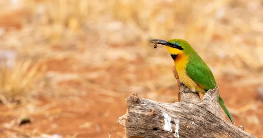 what eats termites