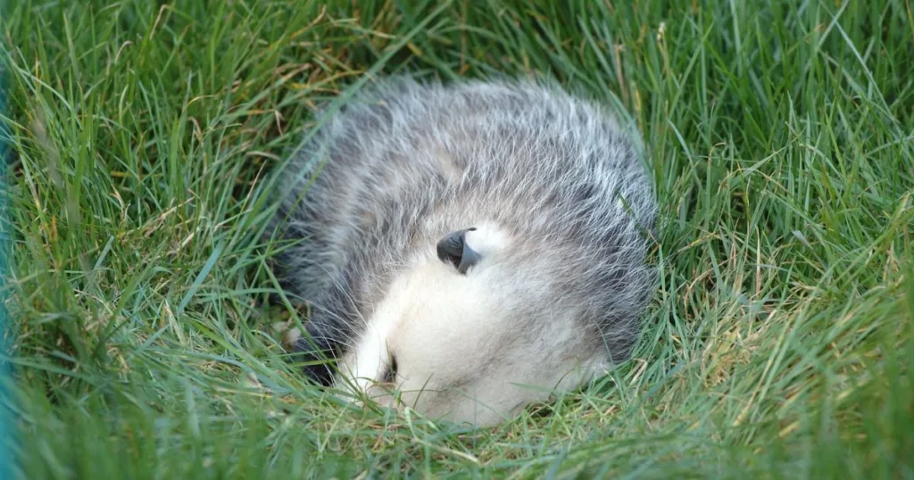 do possums hibernate in the winter