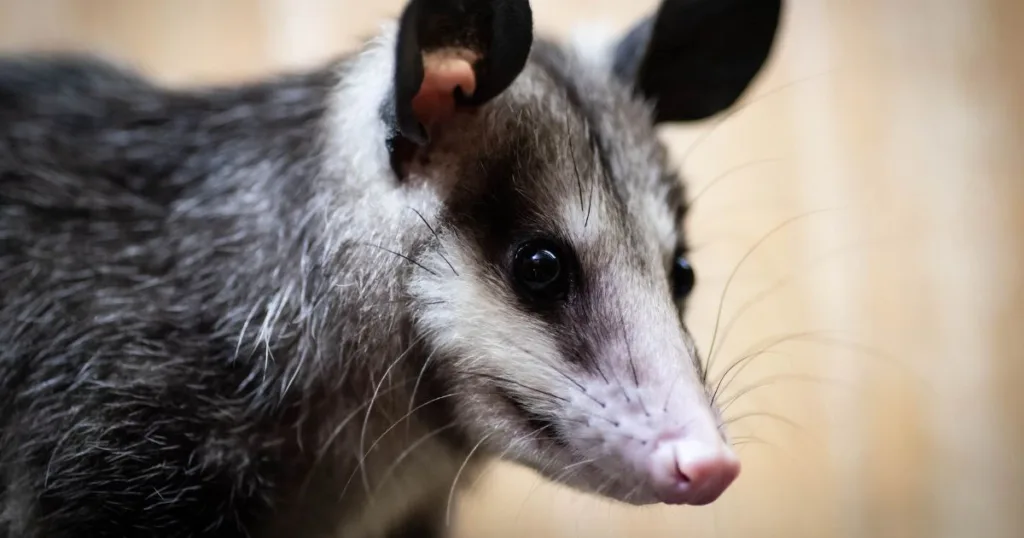 are opossums blind