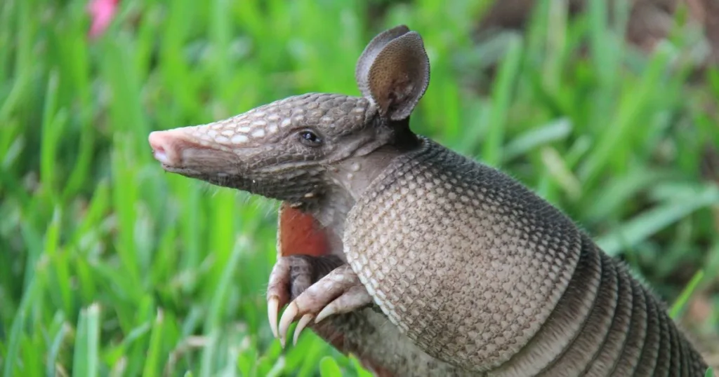 armadillo nest
