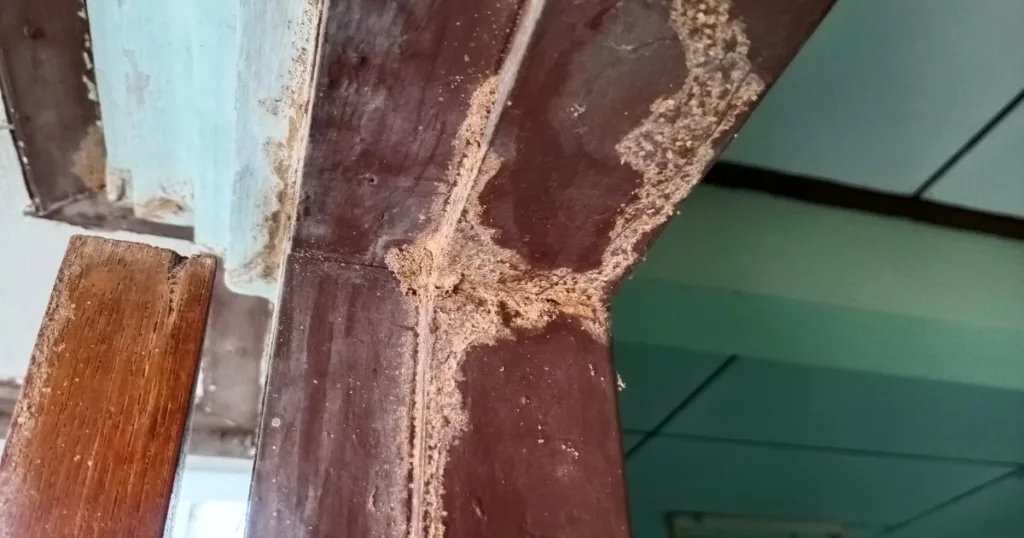 termite holes in ceiling
