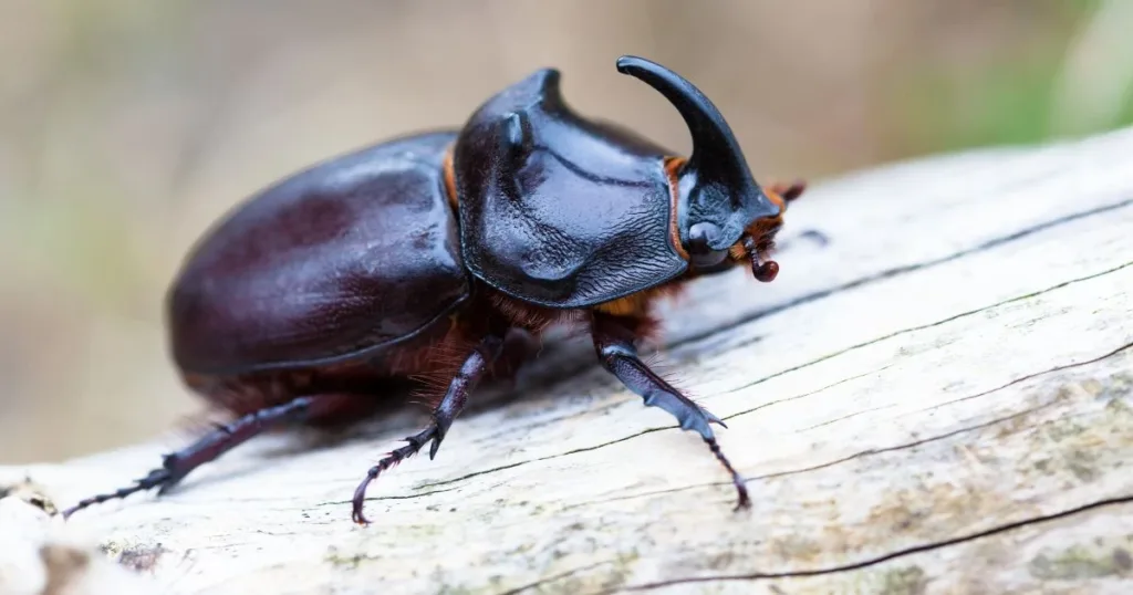 beetle vs cockroach