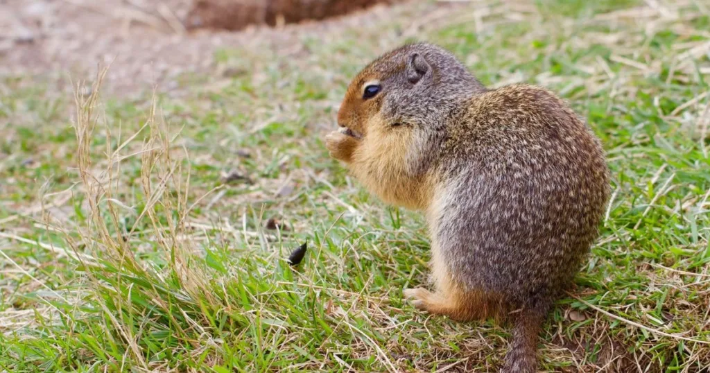 gopher vs groundhog