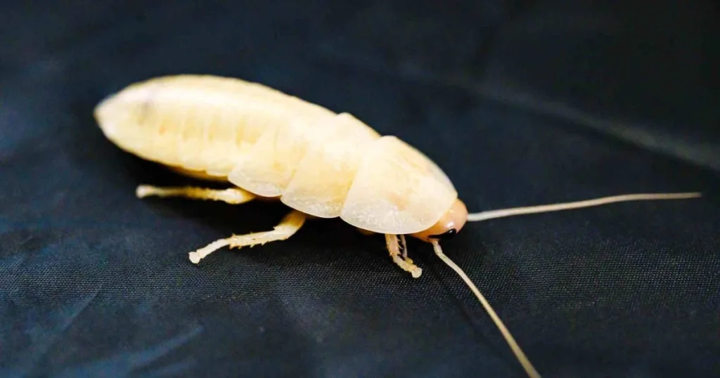 white cockroach