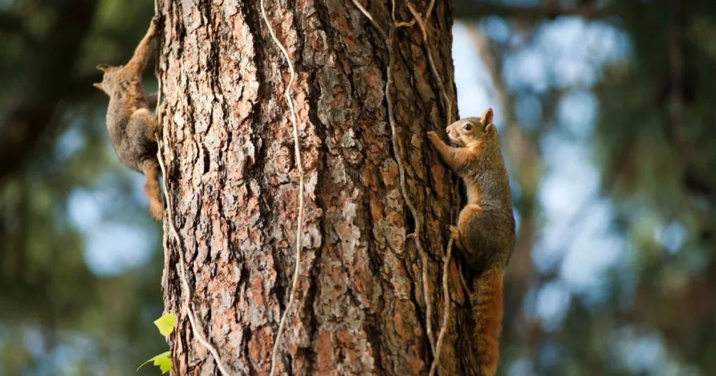 squirrel mating season