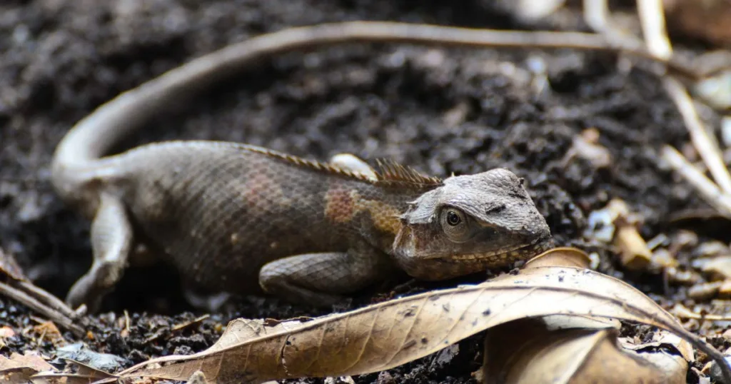 do lizards lay eggs