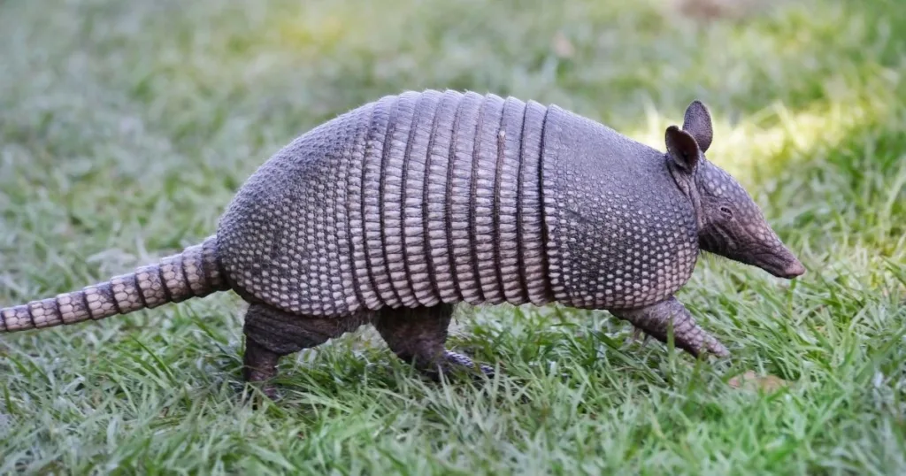 what keeps armadillos away