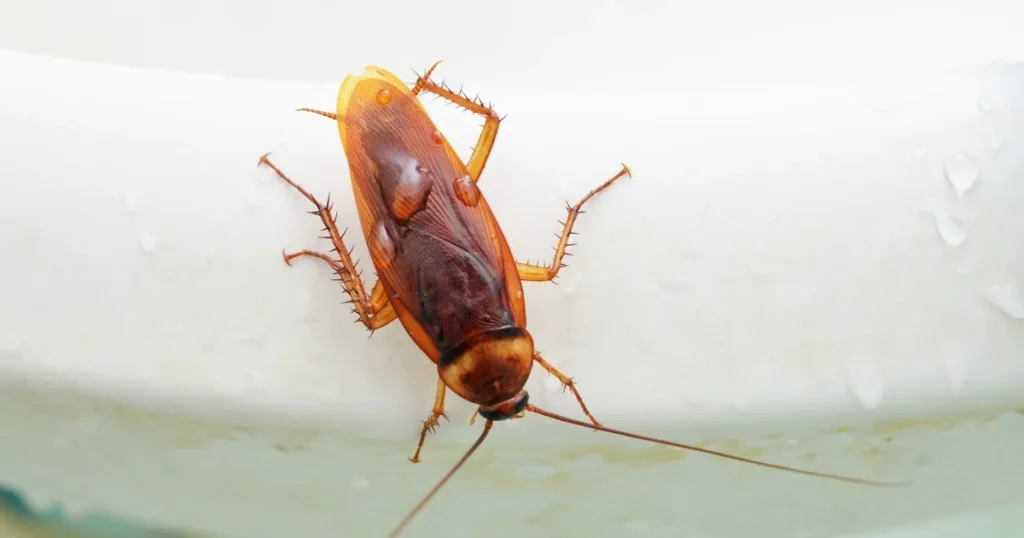 bathroom bugs