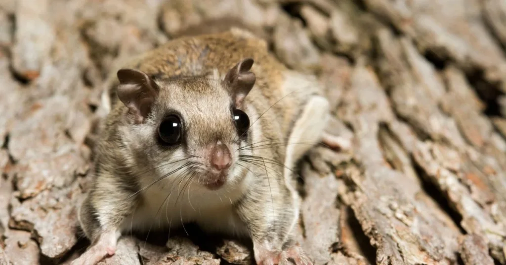 southern flying squirrel
