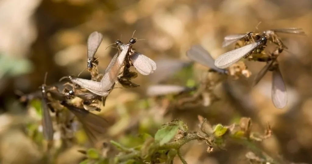 swarmers termites