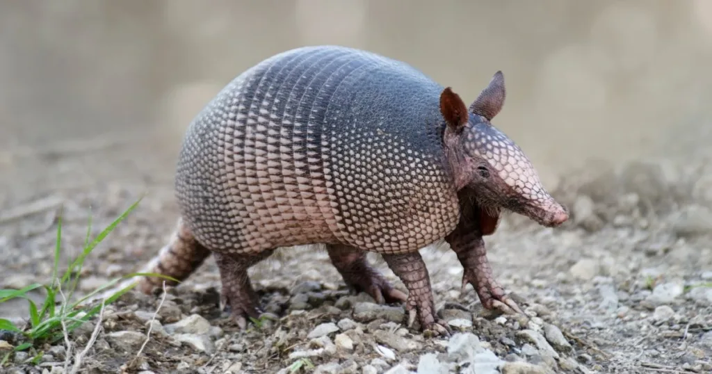 do armadillos have shells