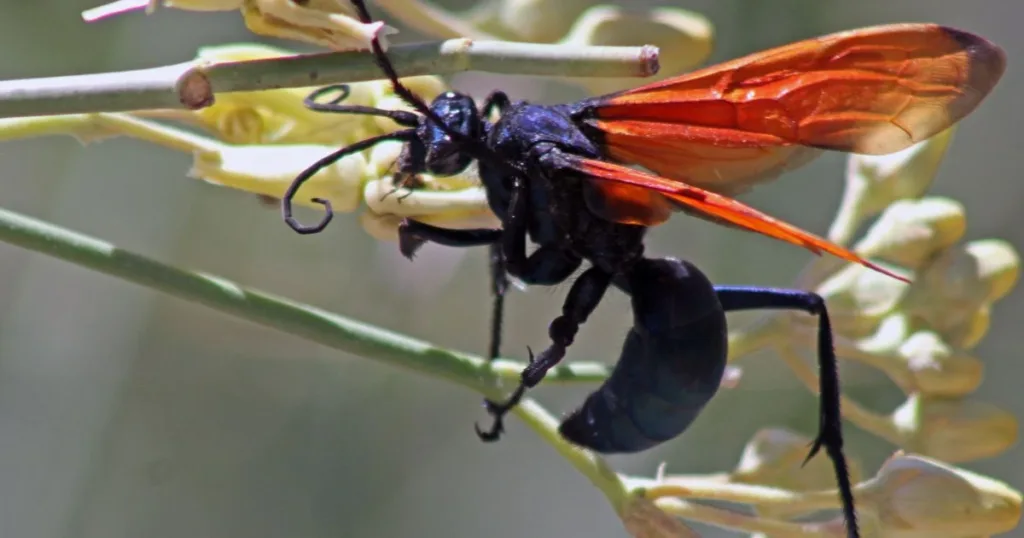 spider wasp