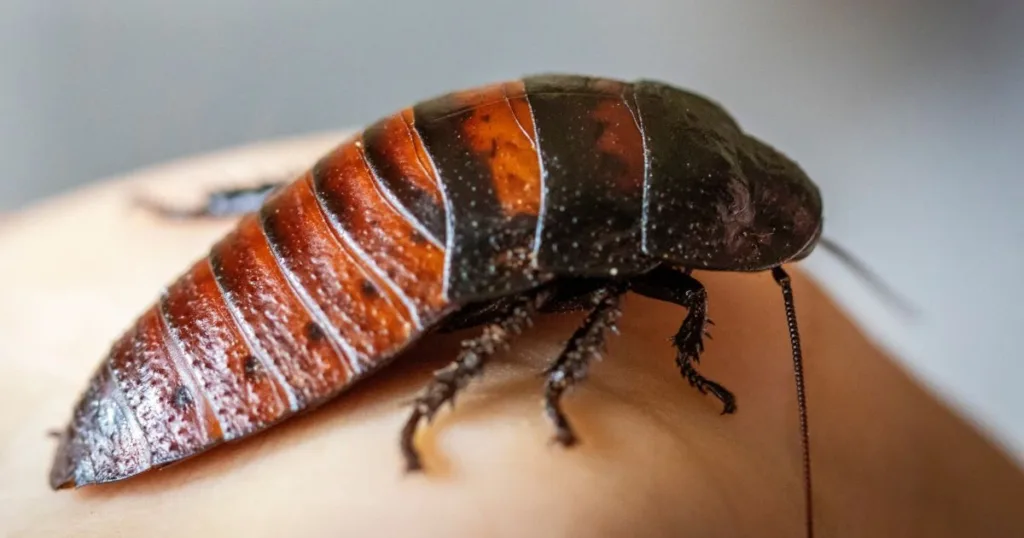 biggest roach in the world