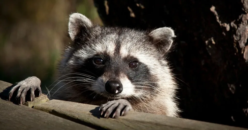 racoon paws
