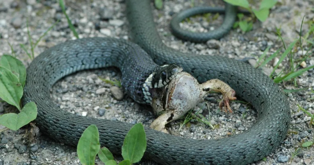 Are Snakes Omnivores