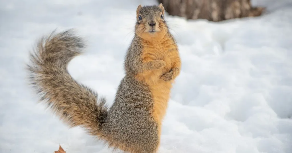 squirrel footprints