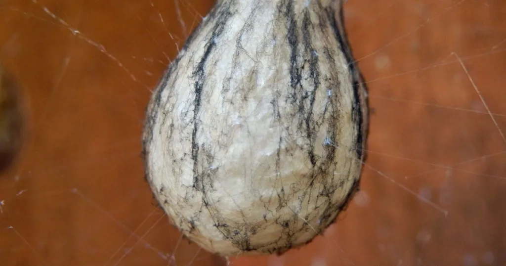 spider eggs on wall